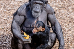 Szympanaty mogą stanowić niebezpieczeństwo człowiekowi